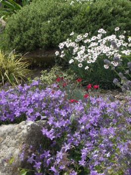 And the flowers said 'we are hear to bring you joy"